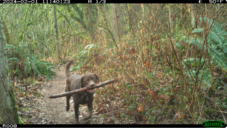 A dog with a stick in its mouth on a trail.